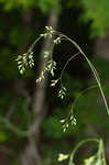 Nodding fescue